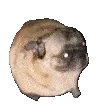 dogdance