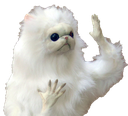 wtfcat Discord emoji