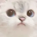 CattoOkay CattoOkay
