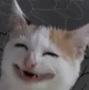 cathappi