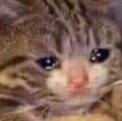sadcat Discord emoji