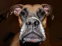 bruhdog bruhdog