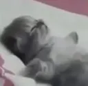 gatinsleeper