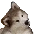 Confused_Dog