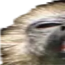 widemonke1 widemonke1