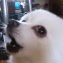 bork