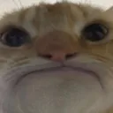 Sadgus