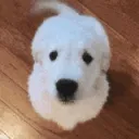 dogboop dogboop