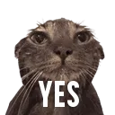 wetcatyes
