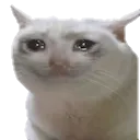 Cat Cry cat_cry Discord Emoji