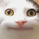 dankogenesis