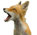 fox_pog Discord emoji
