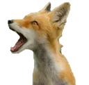 fox_pog Discord Emoji