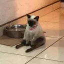 Sittingcat Discord Emoji