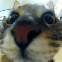 hi