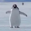b_penguinrun b_penguinrun