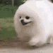 :dogrun: