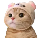 Kitty
