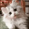 zz_meow