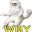 K_Why