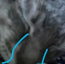 CatCrying
