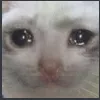 Cat_Cry