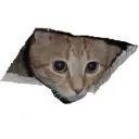 Cattopeek Discord Emoji