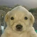 shock_dog