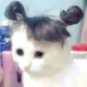 IDK_sadcat
