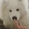 doggo2
