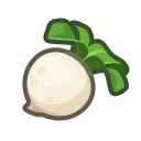 turnip