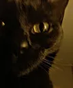 RavenRowsCat