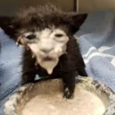 t6BowlCat Discord Emoji