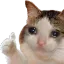 okicat