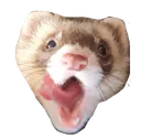 PogFerret
