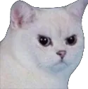 angrykot