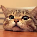 CatIsWatchingYou Discord Emoji