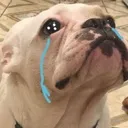 Cryy cryy Discord Emoji