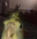 oui