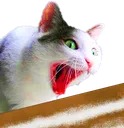 CrackCat CrackCat