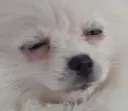 pugadoge