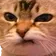 Angrycat angrycat Discord Emoji