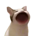 aaa_cat