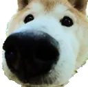 dognose