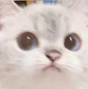 wut