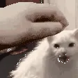 meow_bumble