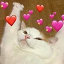 catlove