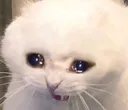 Cat Cry2 Discord Emoji
