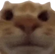 StareChamp StareChamp