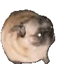 dancingpugplz